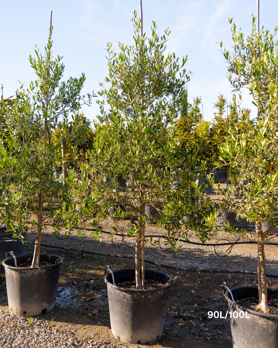 Olea europaea 'Mission' - Olive Tree