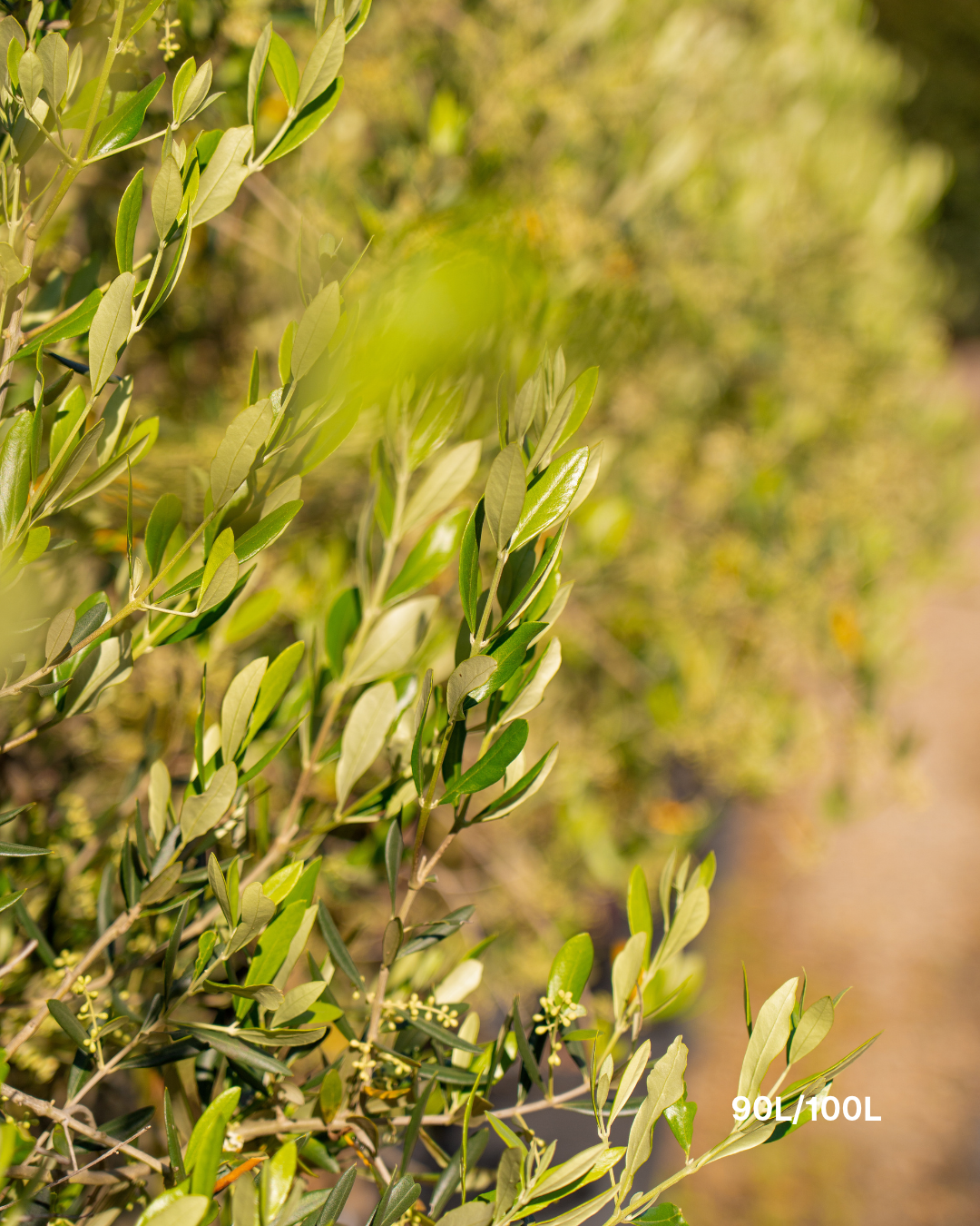 Olea europaea 'Mission' - Olive Tree