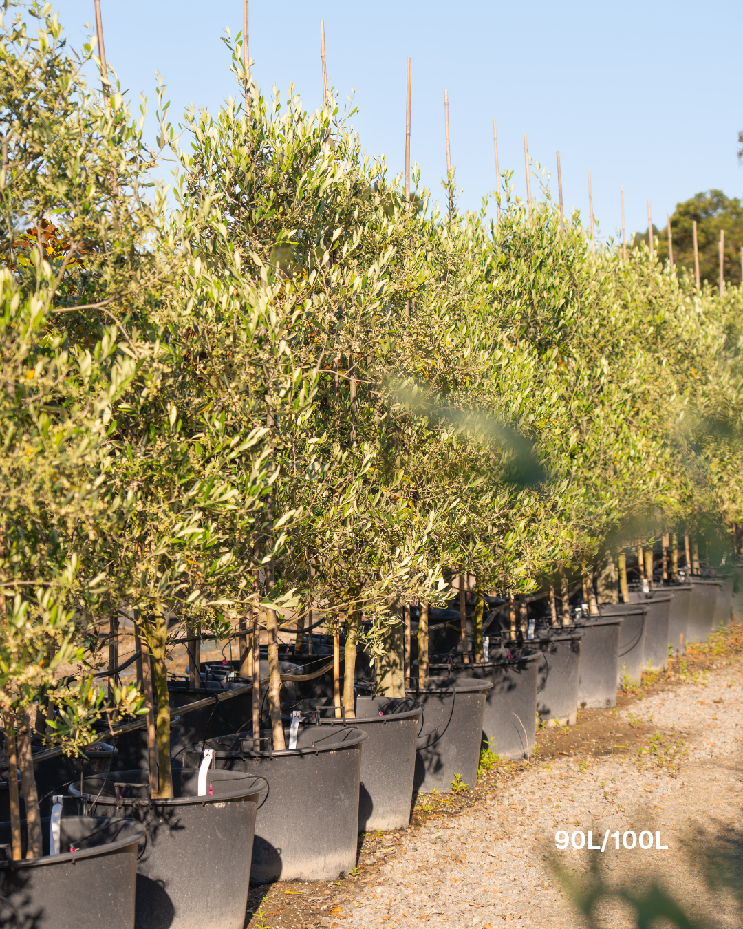 Olea europaea 'Mission' - Olive Tree