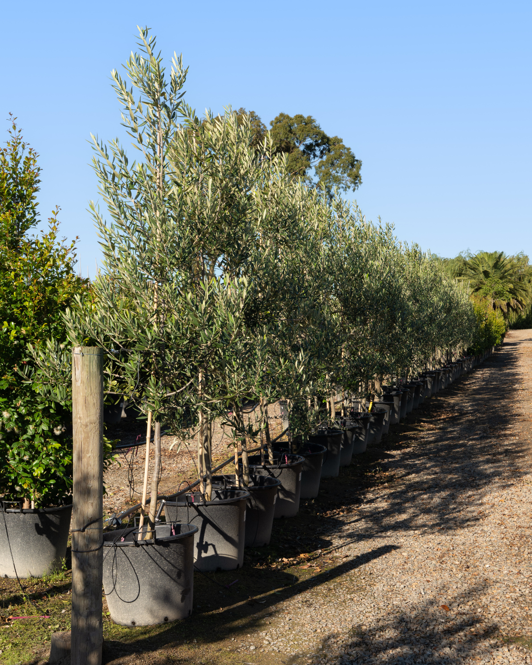 Olea europaea 'Swan Hill' Non Fruiting Olive