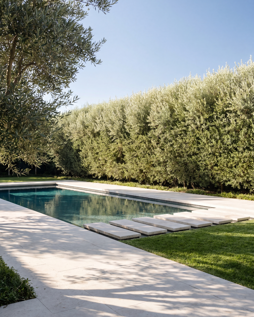 Olea europaea 'Swan Hill'