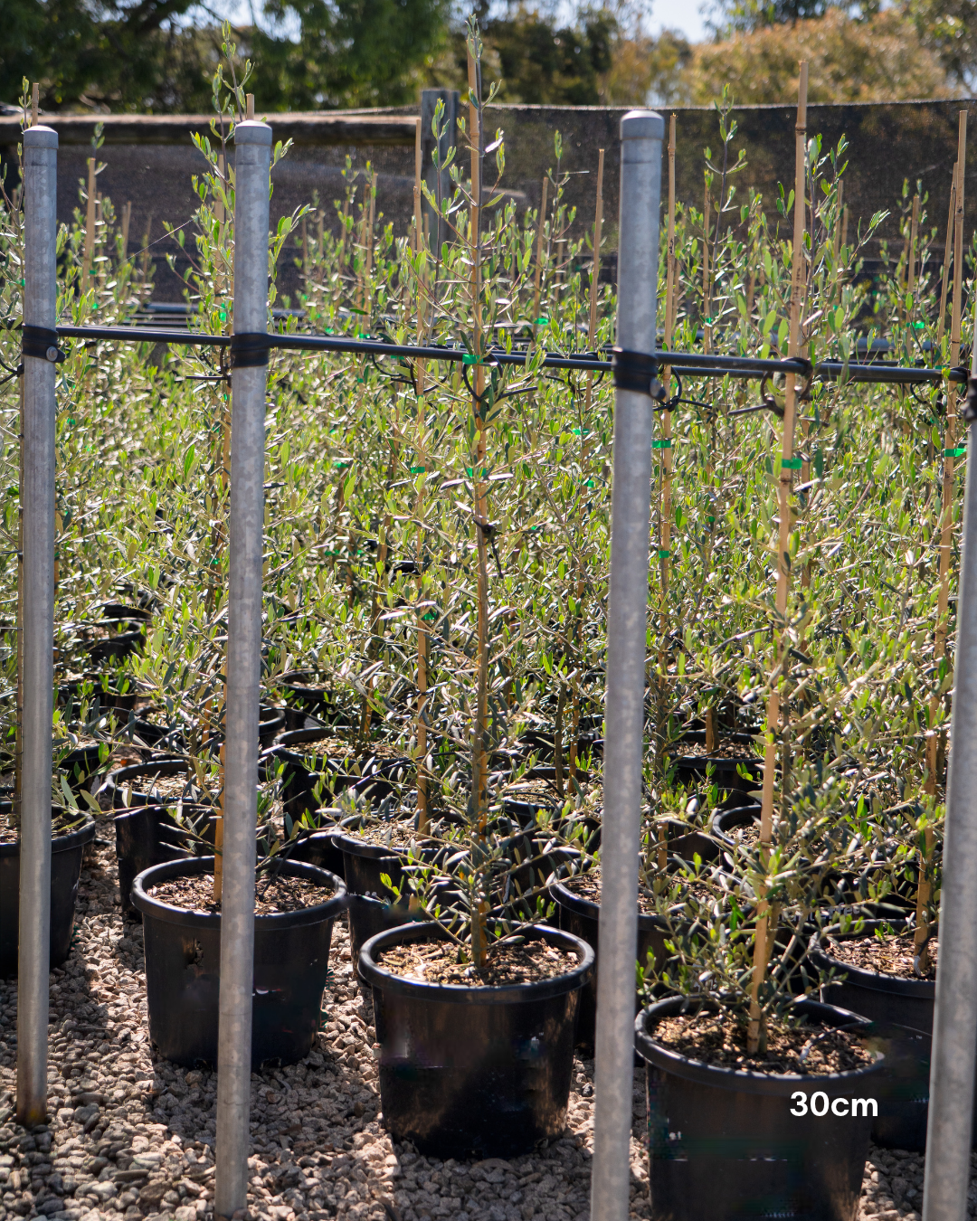 Olea europaea 'Tolley's Upright' Low Fruiting Olive