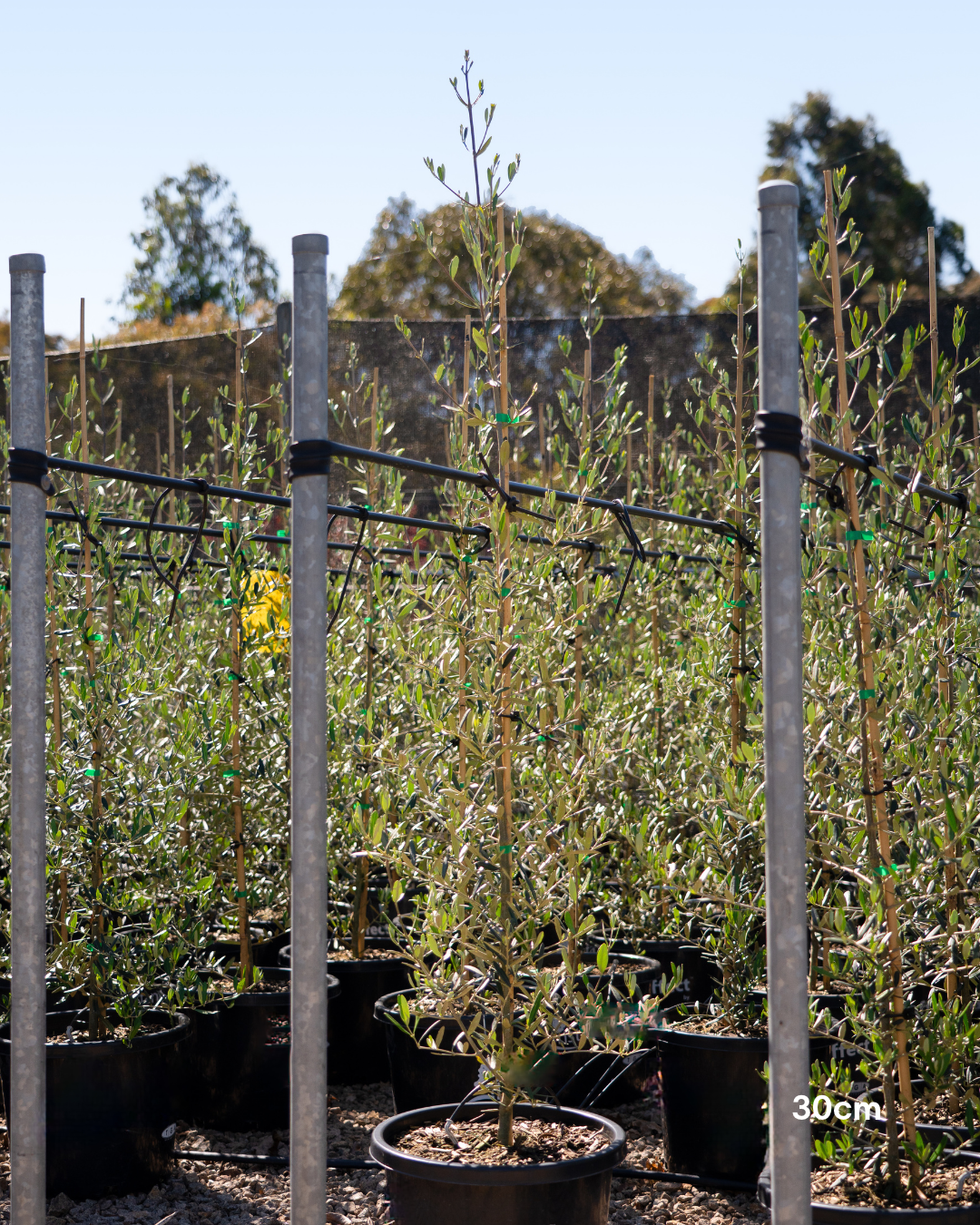 Olea europaea 'Tolley's Upright' Low Fruiting Olive