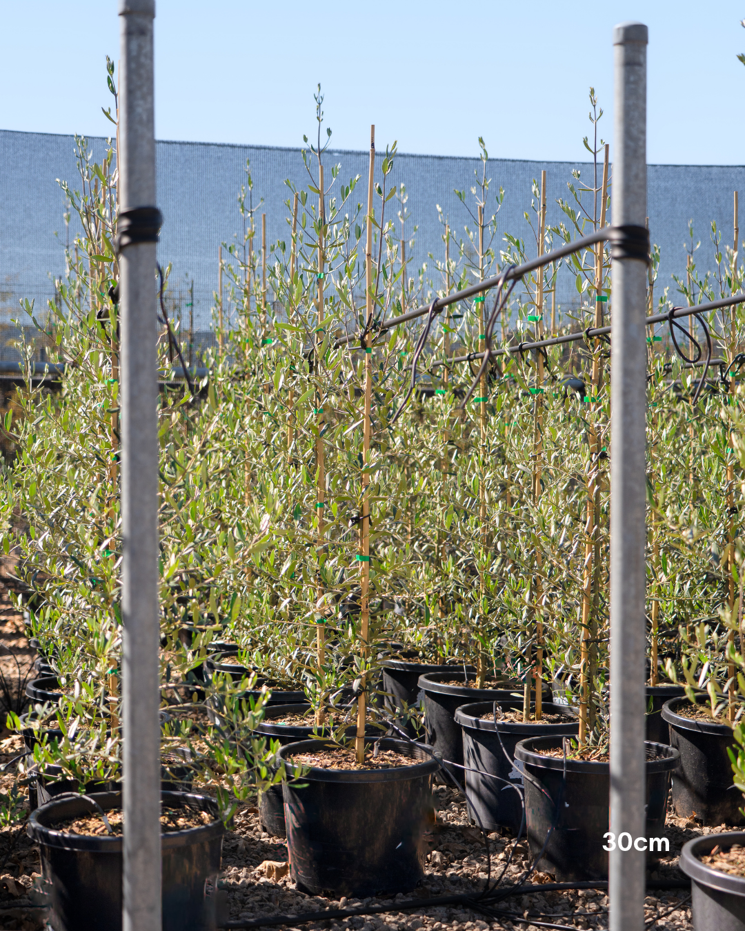 Olea europaea 'Tolley's Upright' Low Fruiting Olive
