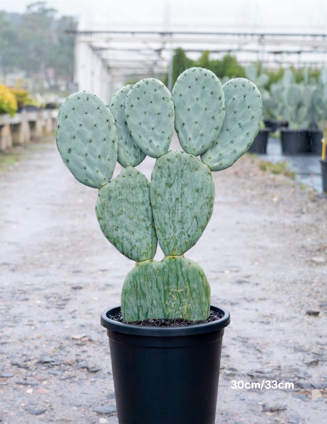 Opuntia ‘Burbank Spineless’ – Burbank Spineless Prickly Pear