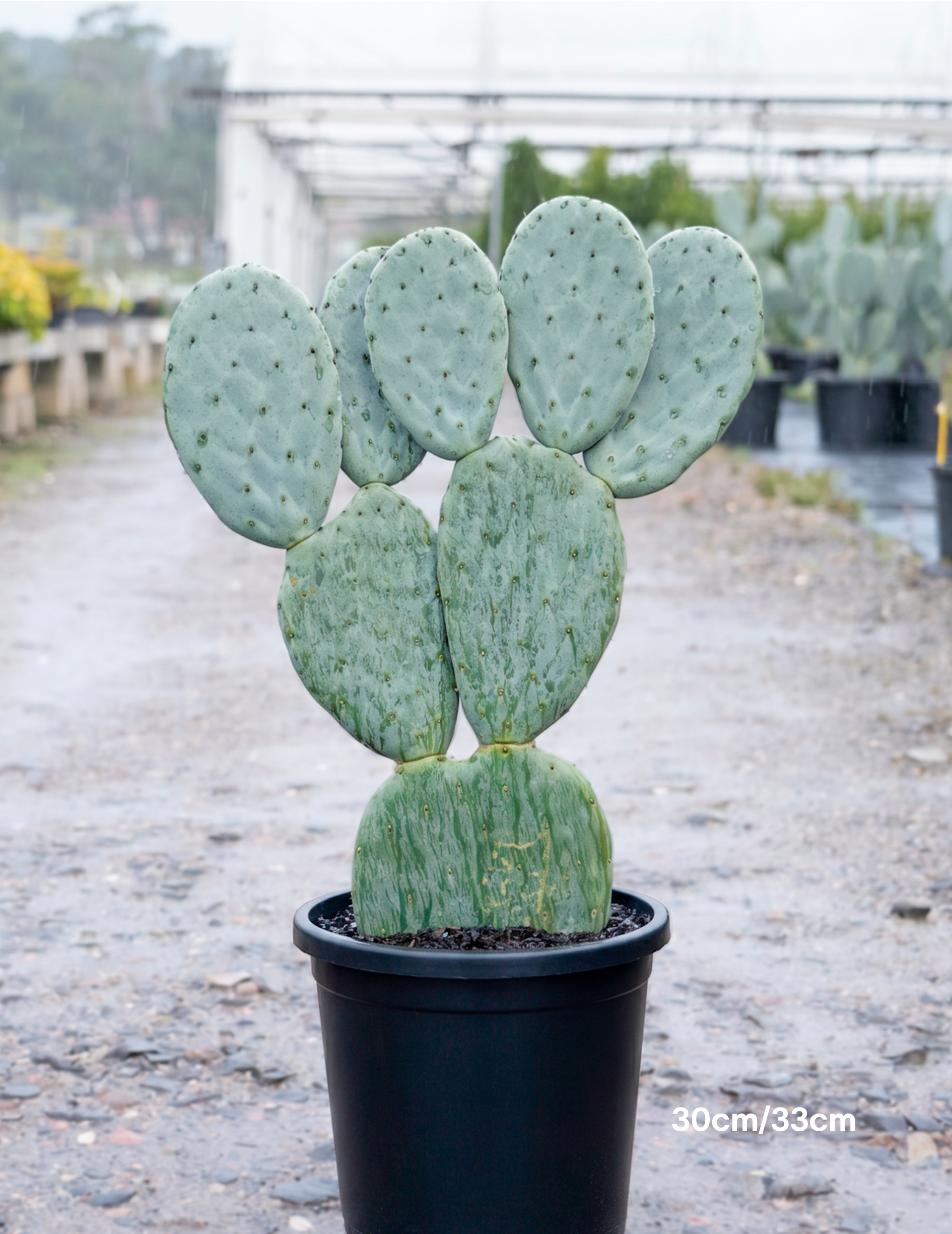 Opuntia ‘Burbank Spineless’ – Burbank Spineless Prickly Pear