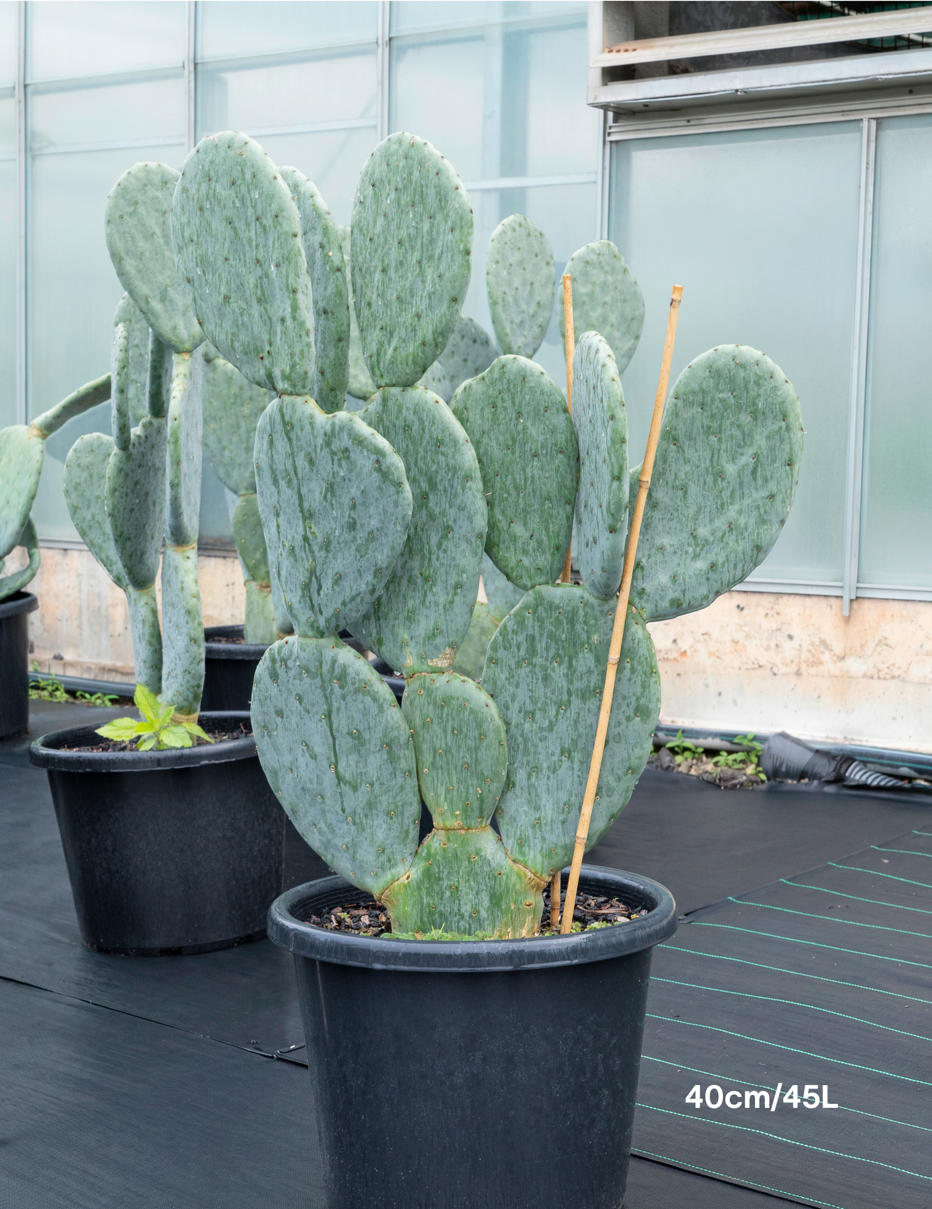 Opuntia ‘Burbank Spineless’ – Burbank Spineless Prickly Pear