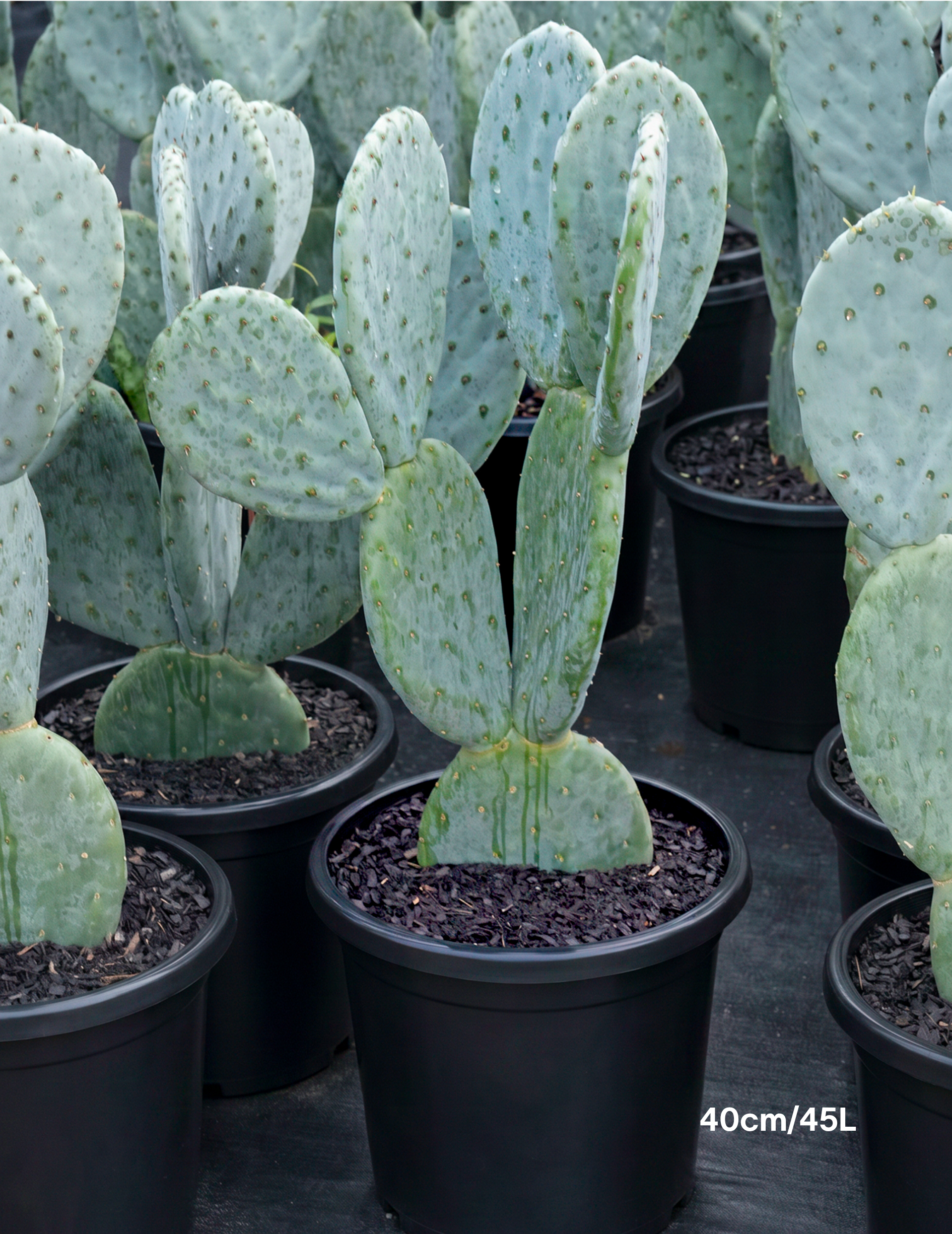 Opuntia ‘Burbank Spineless’ – Burbank Spineless Prickly Pear