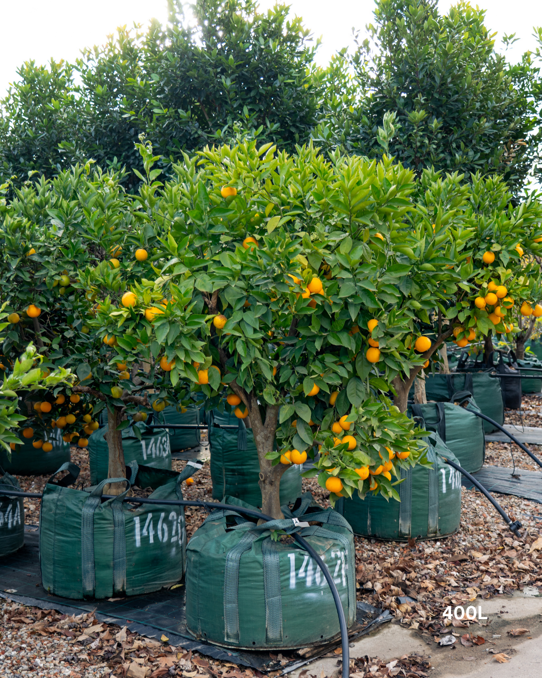 Citrus sinensis 'Cara Cara' – Cara Cara Navel Orange
