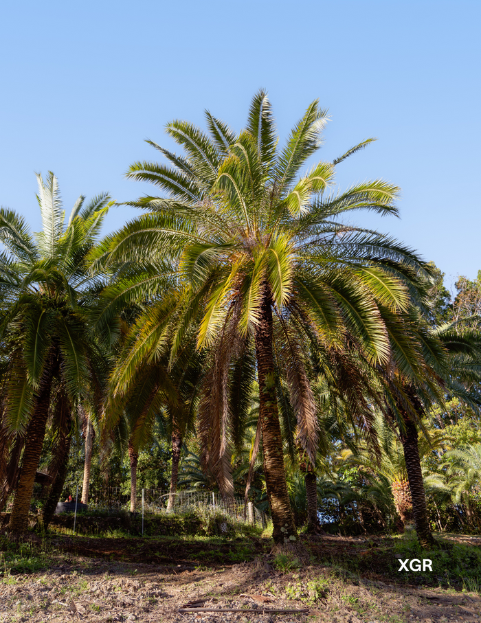 Phoenix rupicola – Cliff Date Palm - Evergreen Trees Direct