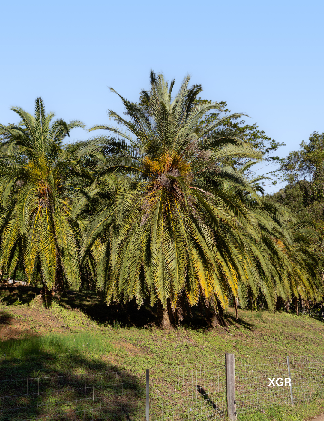 Phoenix rupicola – Cliff Date Palm - Evergreen Trees Direct