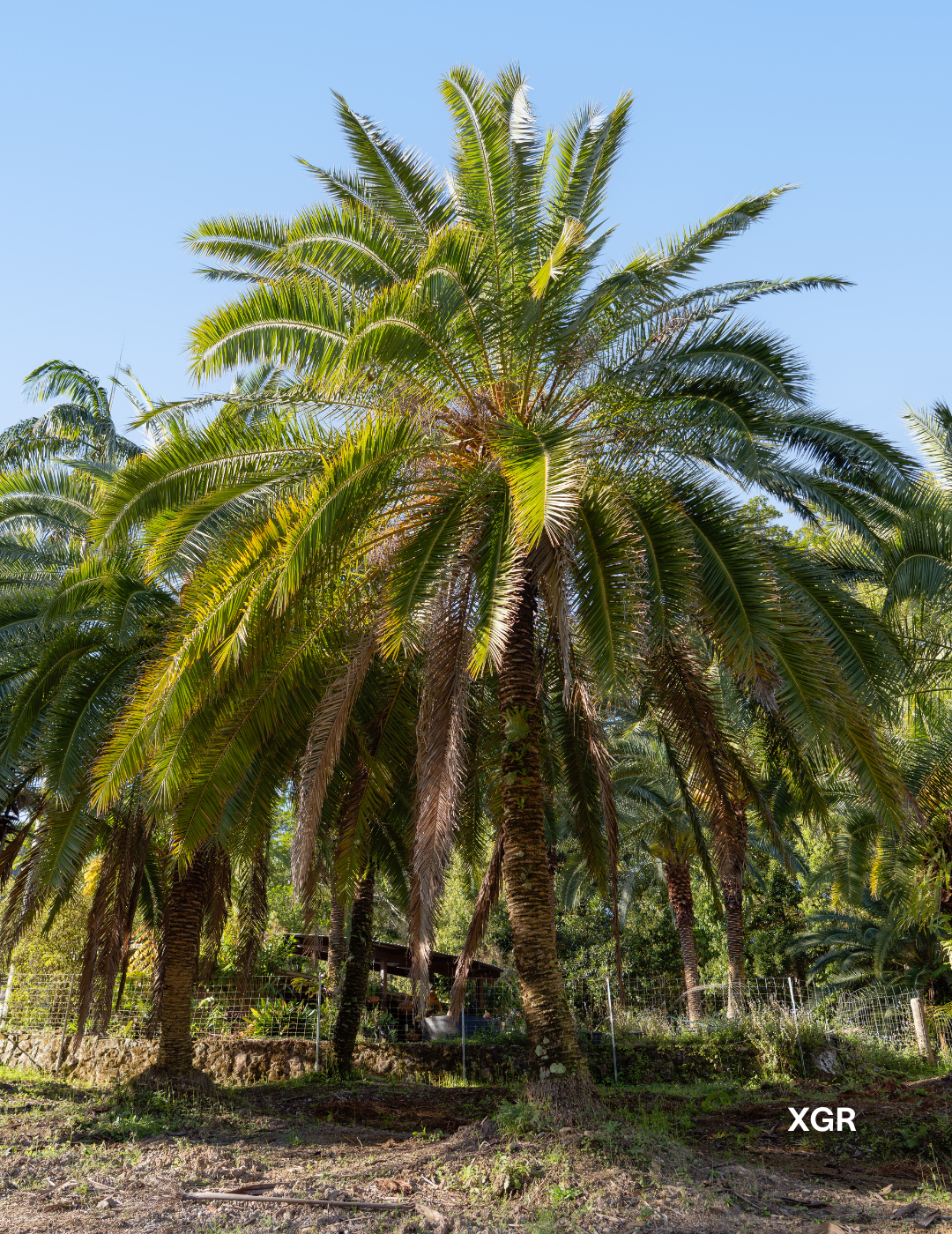 Phoenix rupicola – Cliff Date Palm - Evergreen Trees Direct