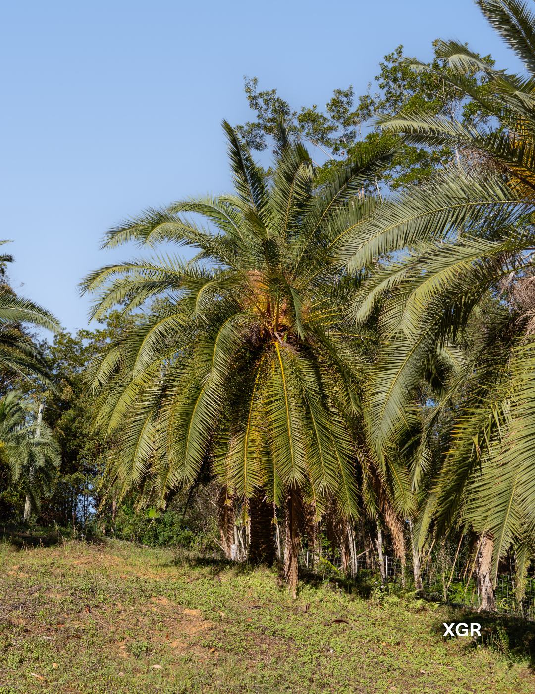 Phoenix rupicola – Cliff Date Palm - Evergreen Trees Direct