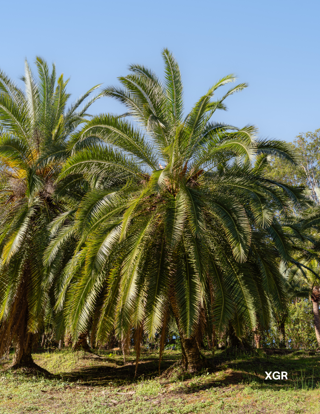 Phoenix rupicola – Cliff Date Palm - Evergreen Trees Direct