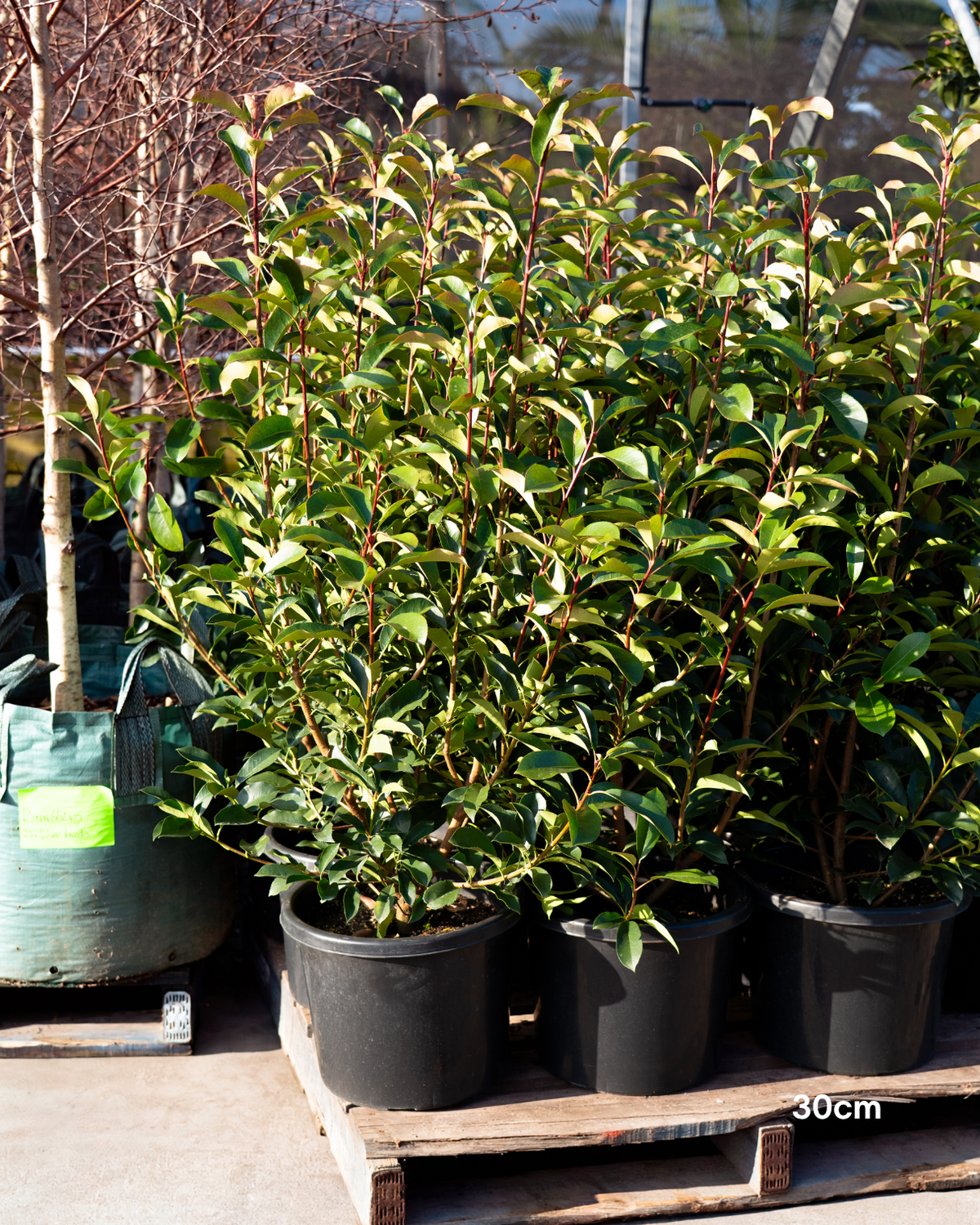 Photinia robusta
