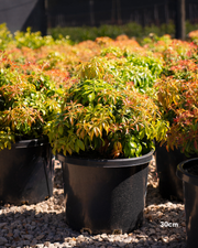 Pieris ryukyuensis 'Temple Bells' - Lily of the Valley Shrub