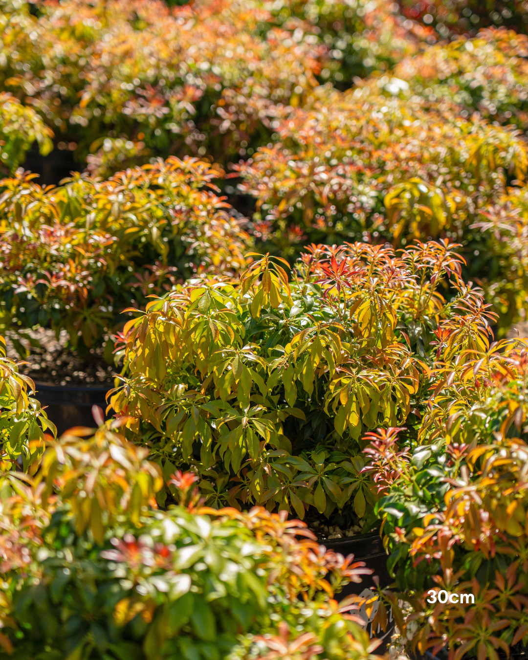 Pieris ryukyuensis 'Temple Bells' - Lily of the Valley Shrub
