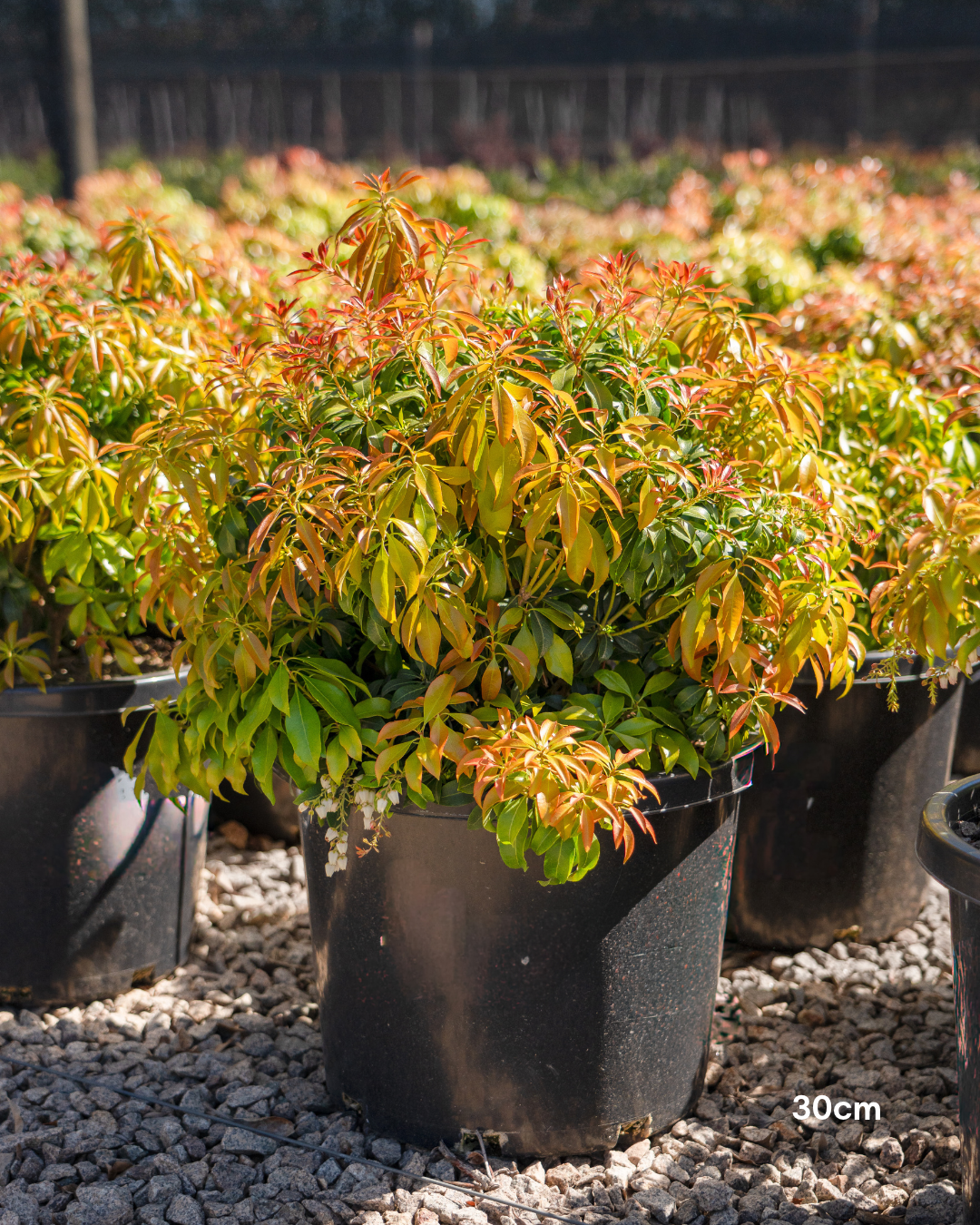 Pieris ryukyuensis 'Temple Bells' - Lily of the Valley Shrub