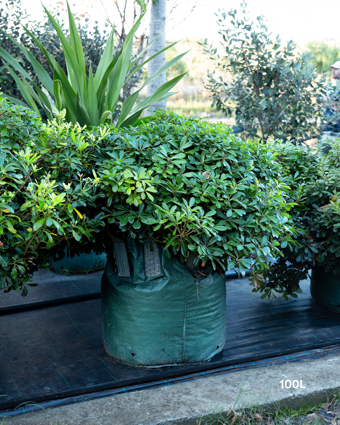 Pittosporum tobira 'Miss Muffet'