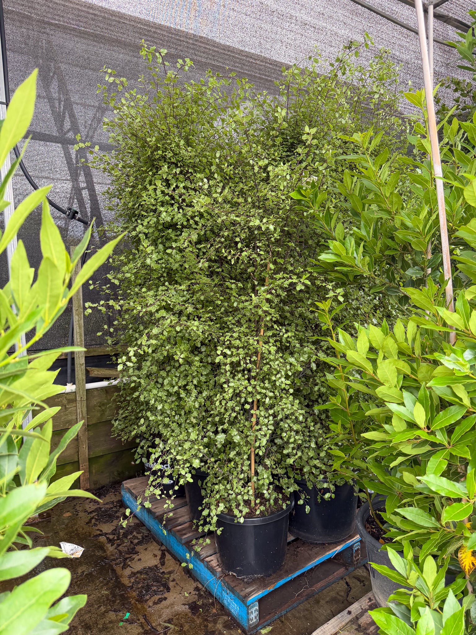 Pittosporum tenuifolium 'Silver Sheen' - DECEMBER SALE - CLEARING ORDERS BAY