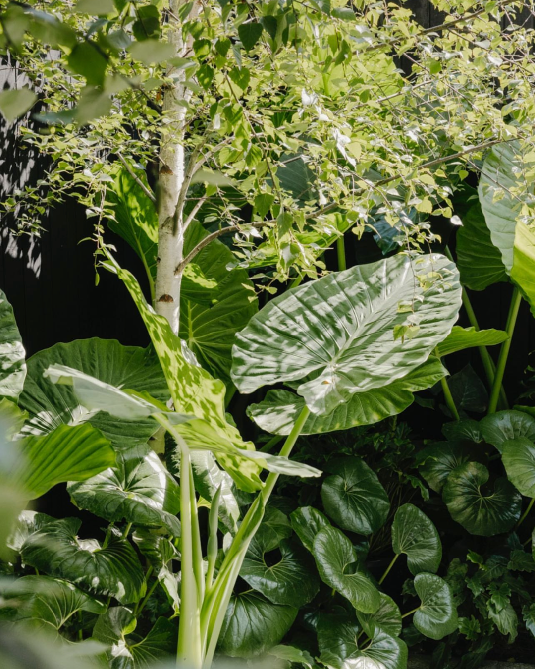 A garden full of green plants and Plume trees.