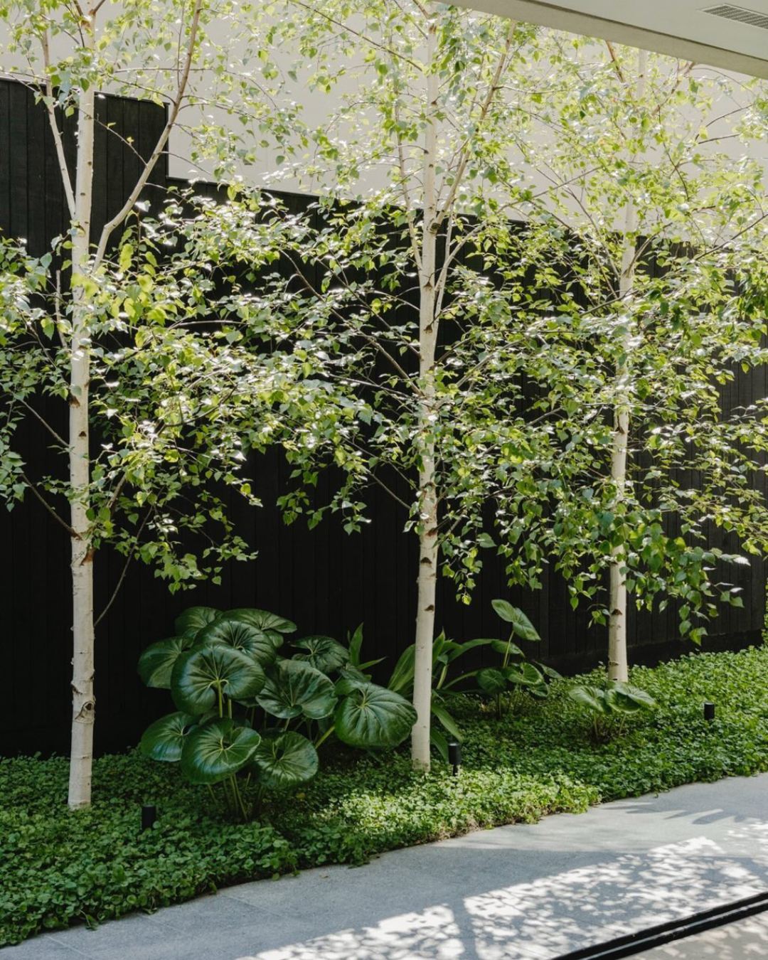 A modern backyard with PLUME trees and a black wall.