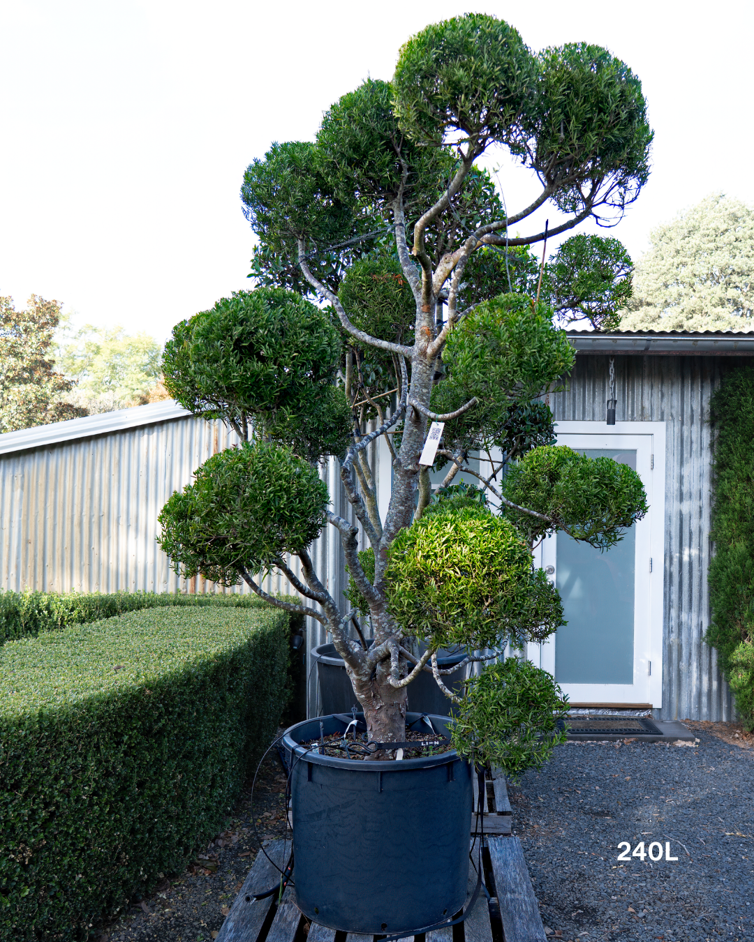Podocarpus falcatus Clouds