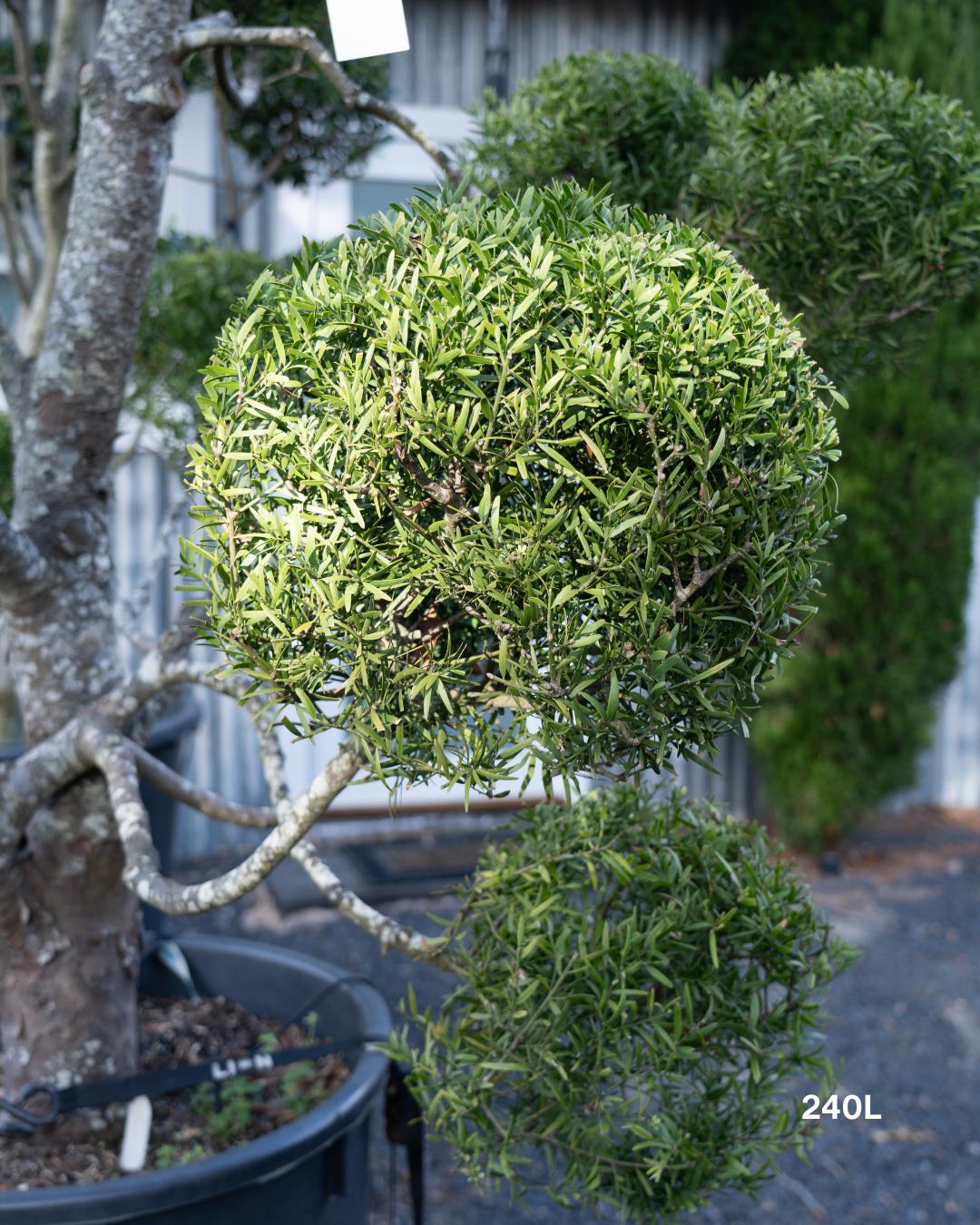 Podocarpus falcatus Clouds