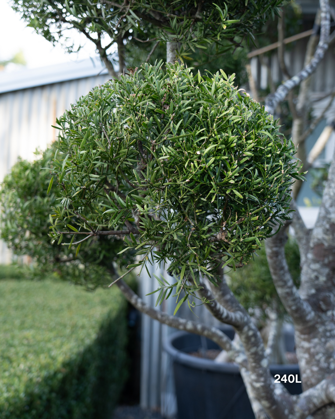 Podocarpus falcatus Clouds