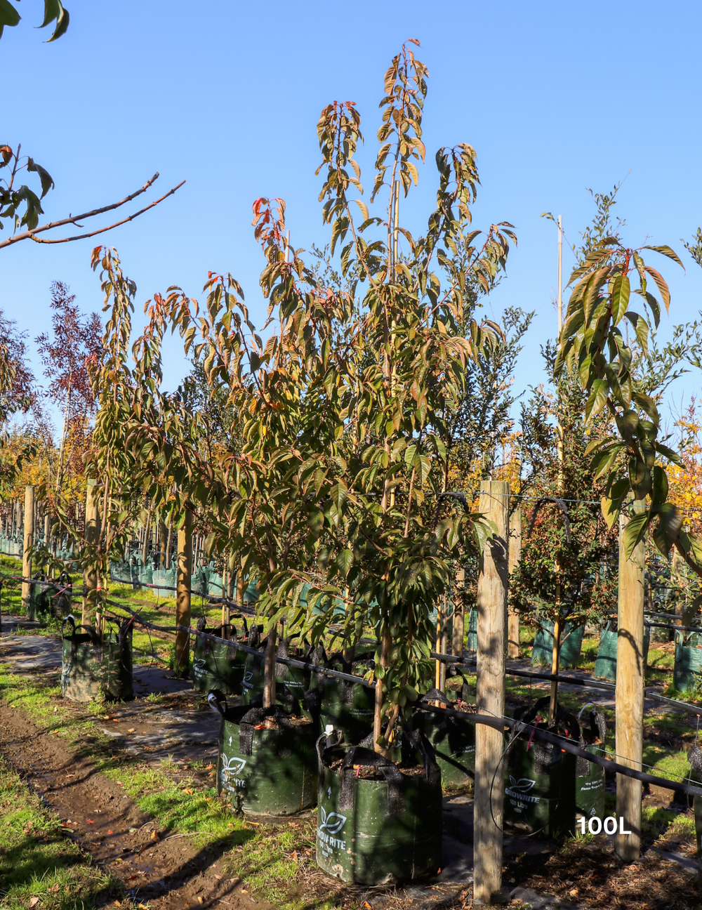Prunus serrulata 'Kanzan'
