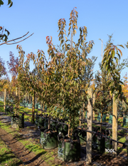 Prunus serrulata 'Kanzan'