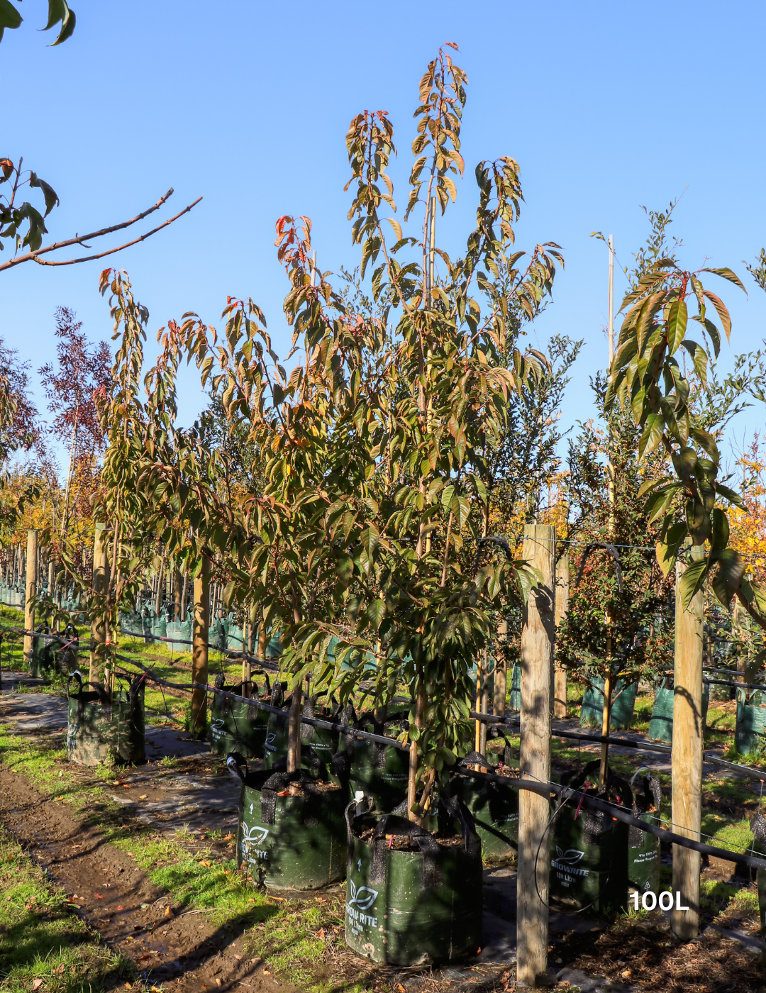 Prunus serrulata 'Kanzan' - Evergreen Trees Direct