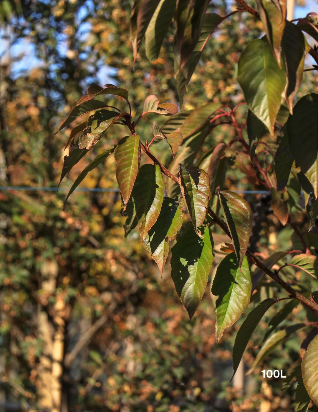 Prunus serrulata 'Kanzan' - Evergreen Trees Direct