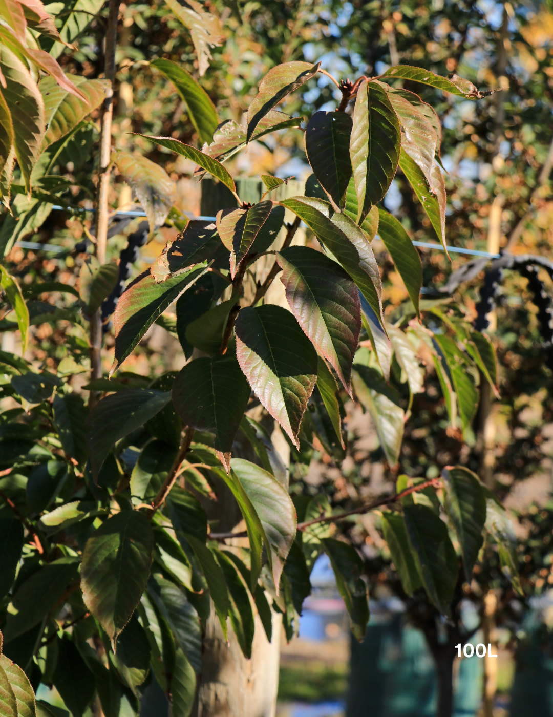 Prunus serrulata 'Kanzan' - Evergreen Trees Direct