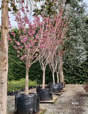 Prunus serrulata 'Kanzan' - Evergreen Trees Direct