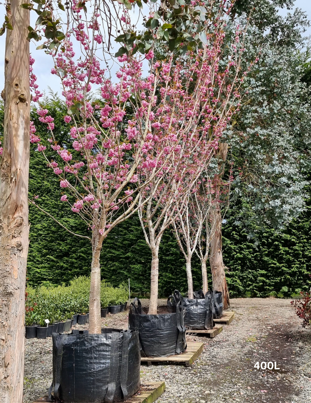 Prunus serrulata 'Kanzan' - Evergreen Trees Direct