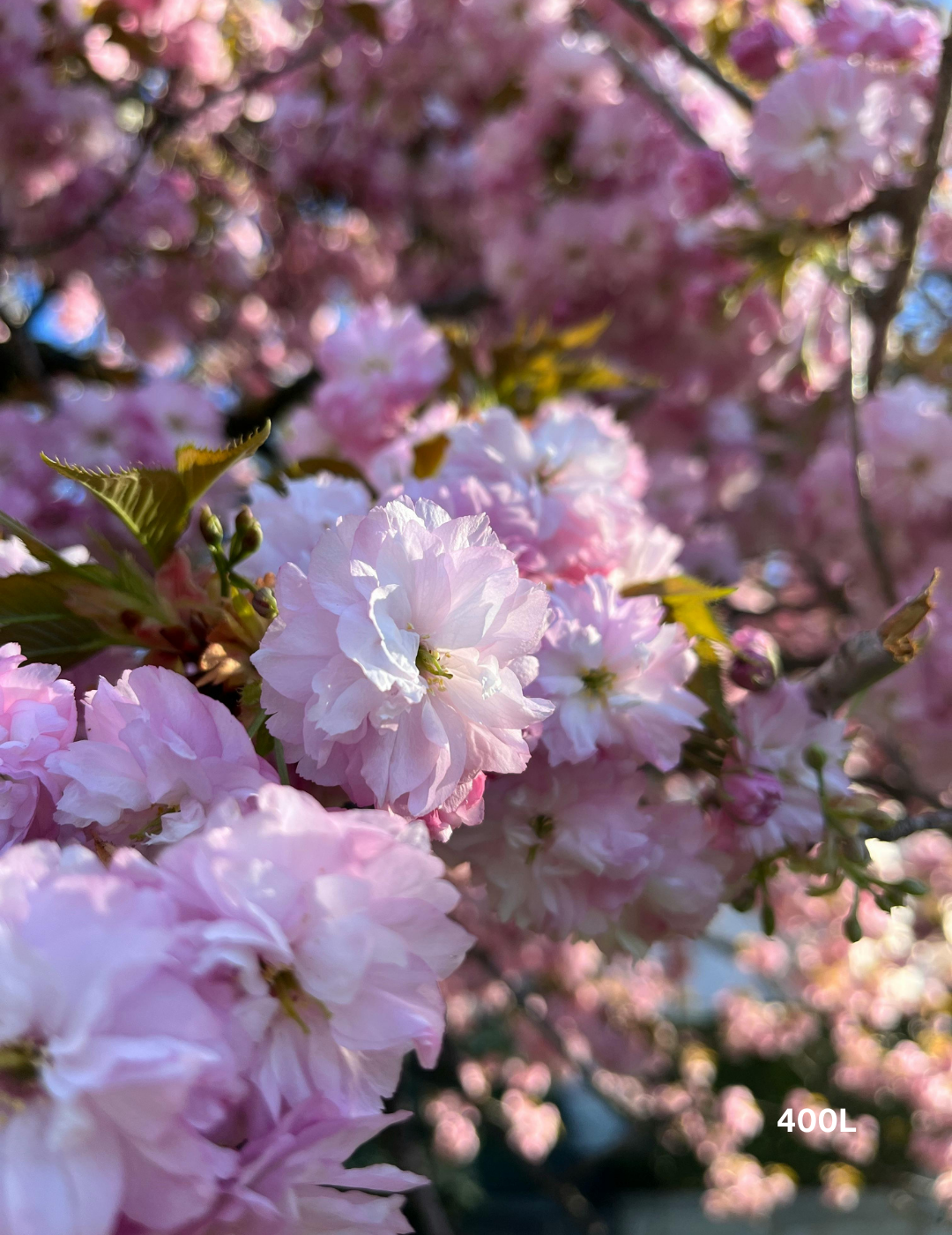 Prunus serrulata 'Kanzan' - Evergreen Trees Direct