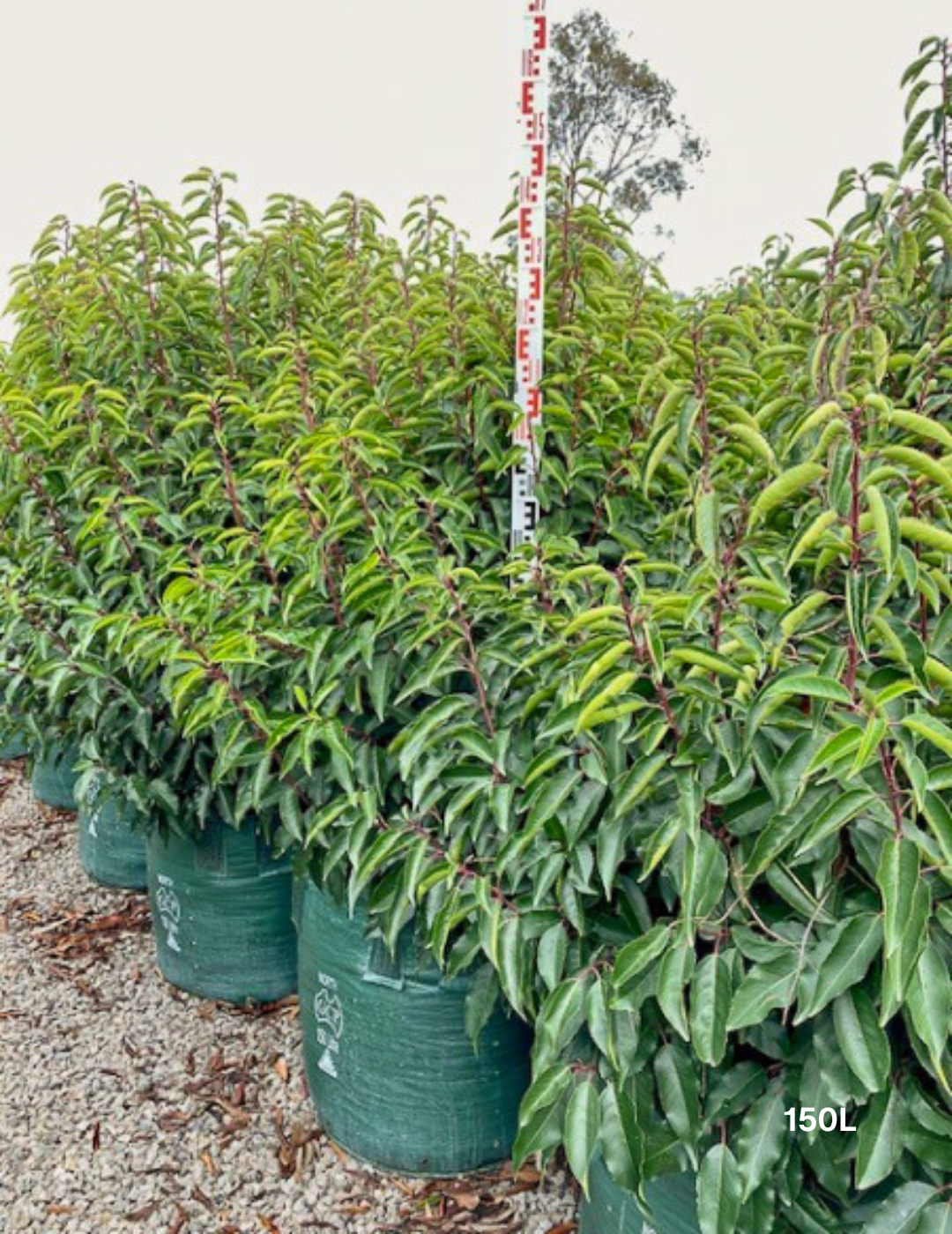 Prunus lusitanica - Portugese laurel - Evergreen Trees Direct