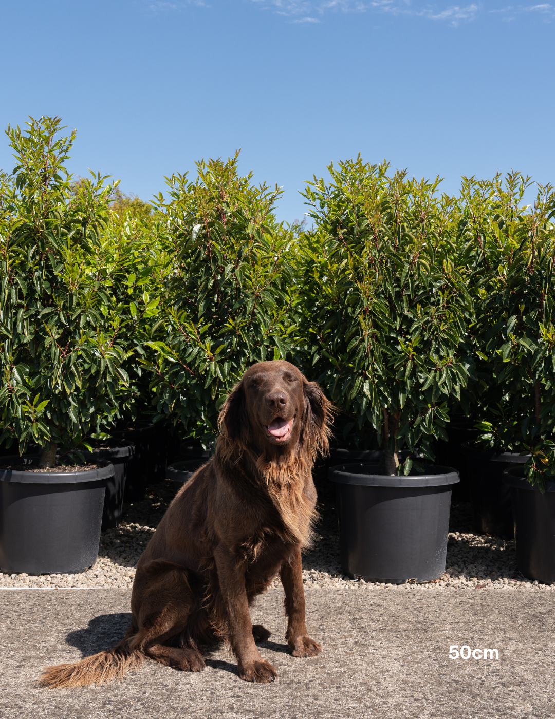 Prunus lusitanica - Portugese laurel - Sale - Evergreen Trees Direct