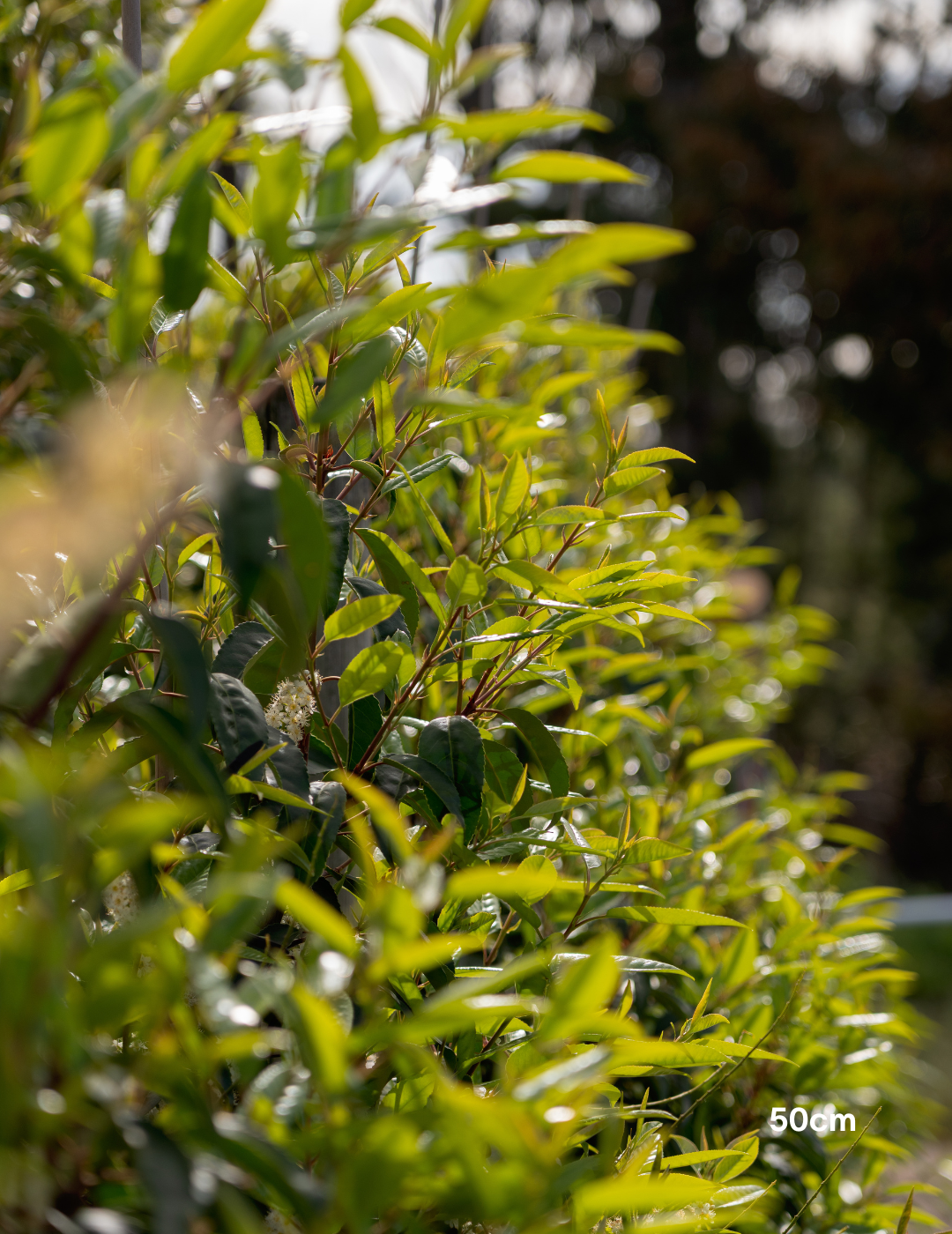 Prunus lusitanica - Portugese laurel - Sale - Evergreen Trees Direct