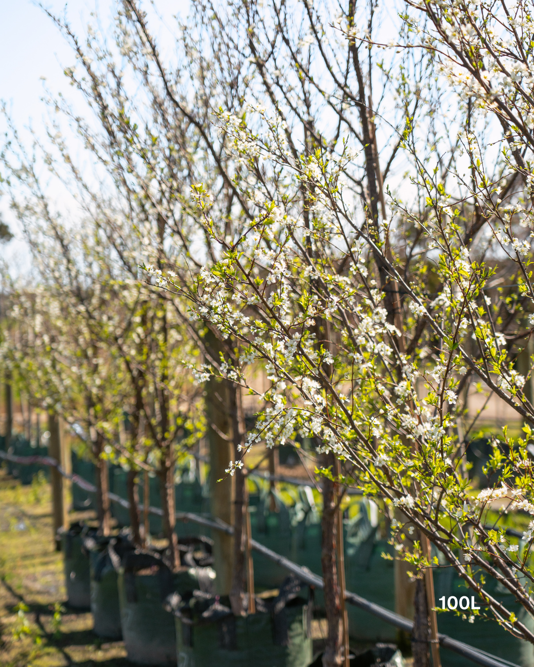 Prunus salicina 'Santa Rosa' Plum