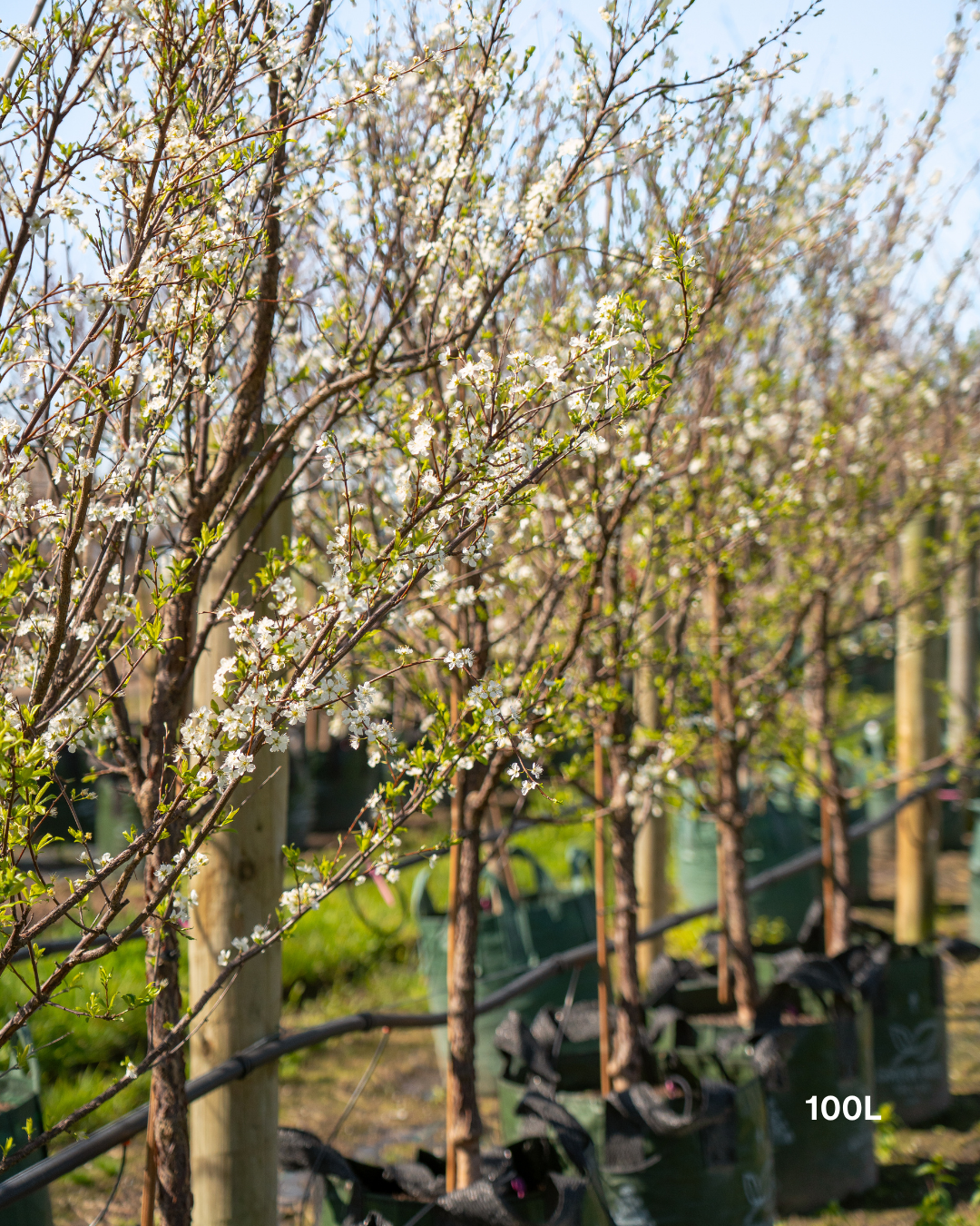 Prunus salicina 'Santa Rosa' Plum