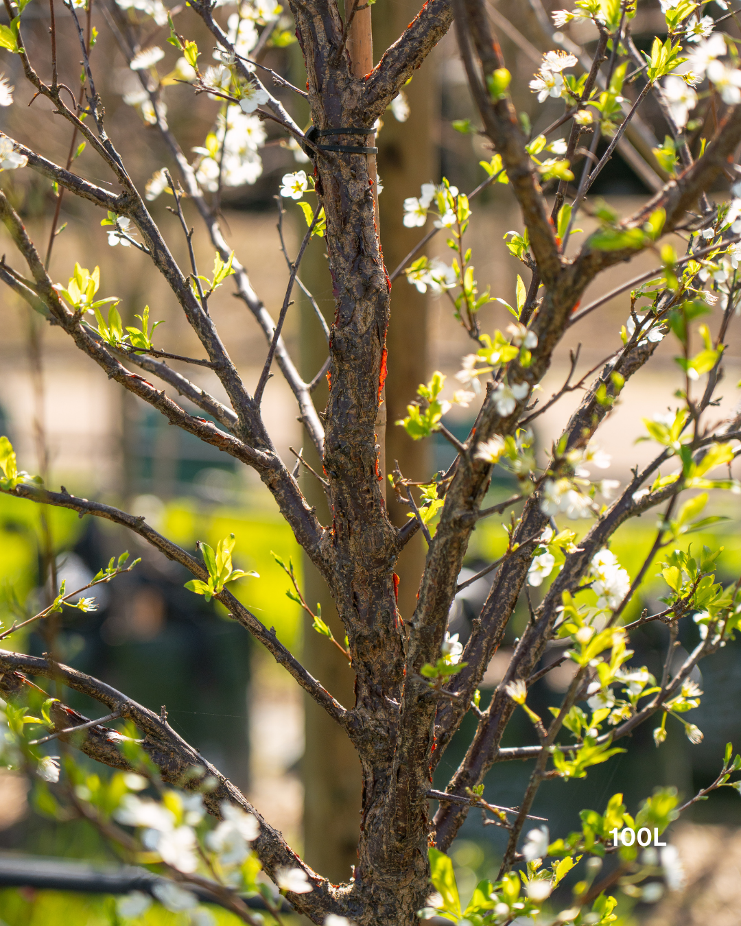 Prunus salicina 'Santa Rosa' Plum