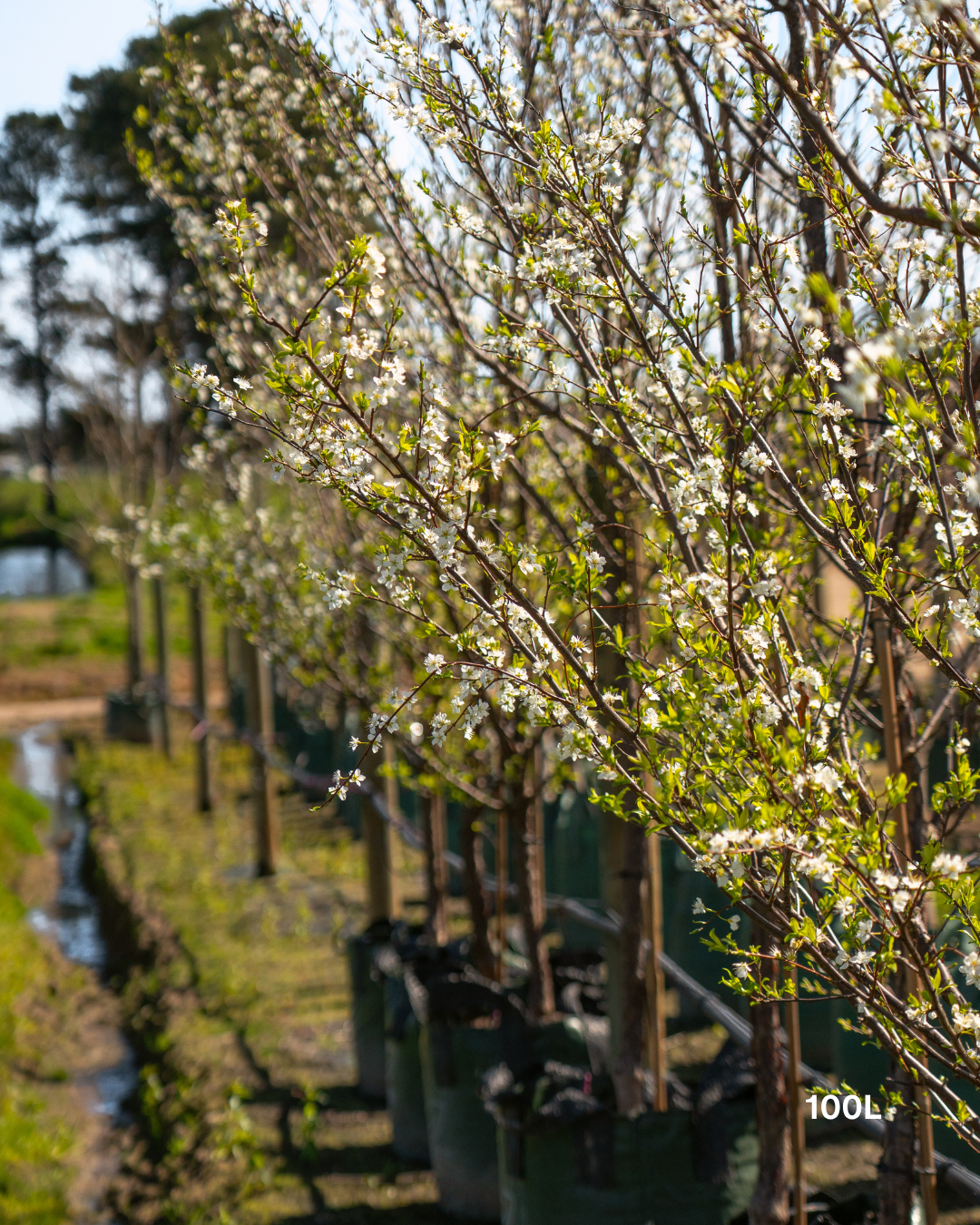 Prunus salicina 'Santa Rosa' Plum