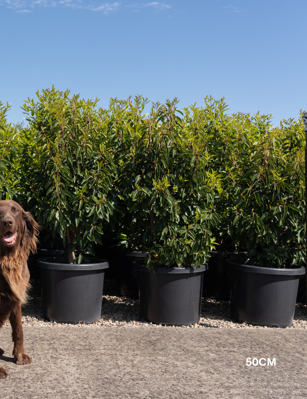 Prunus lusitanica - Portugese laurel - Evergreen Trees Direct