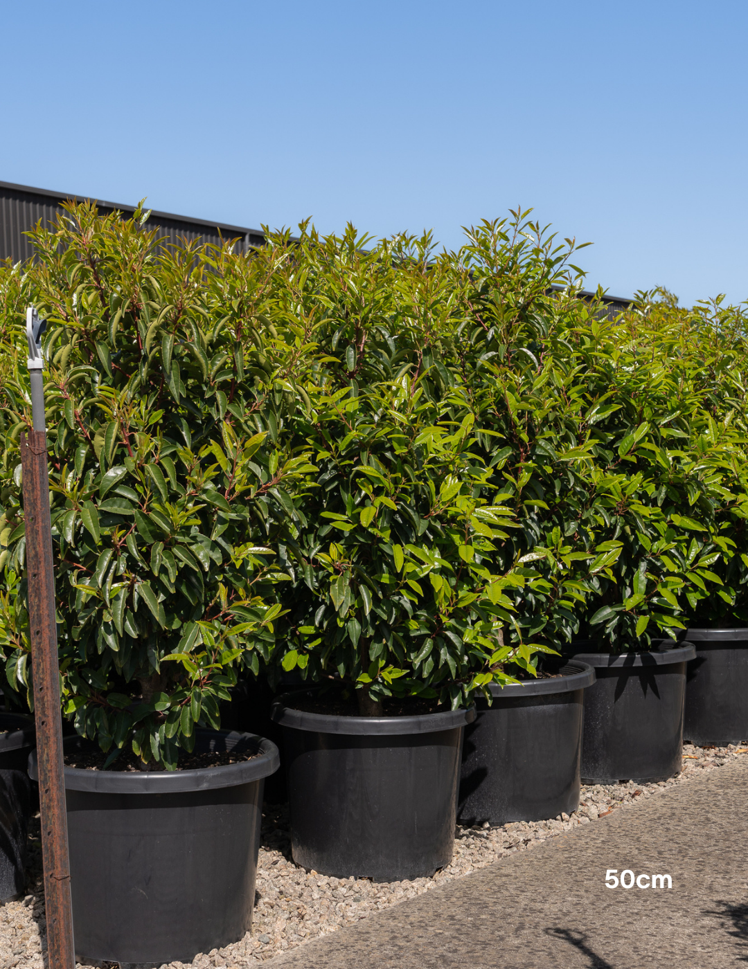 Prunus lusitanica - Portugese laurel