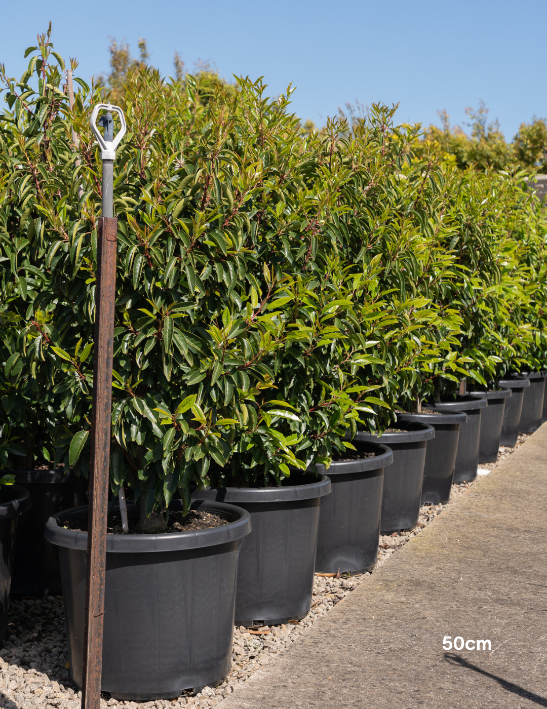 Prunus lusitanica - Portugese laurel