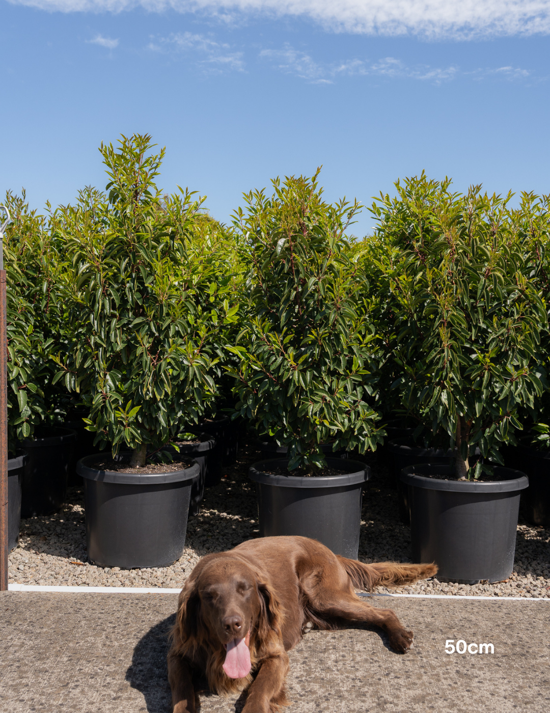 Prunus lusitanica - Portugese laurel