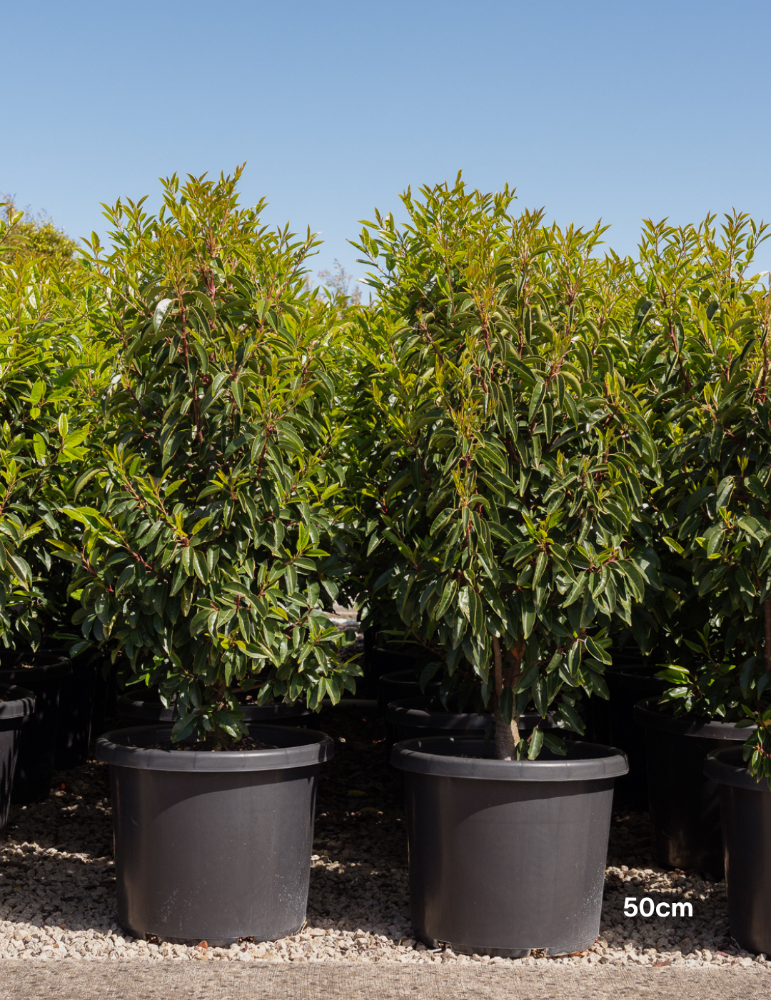 Prunus lusitanica - Portugese laurel