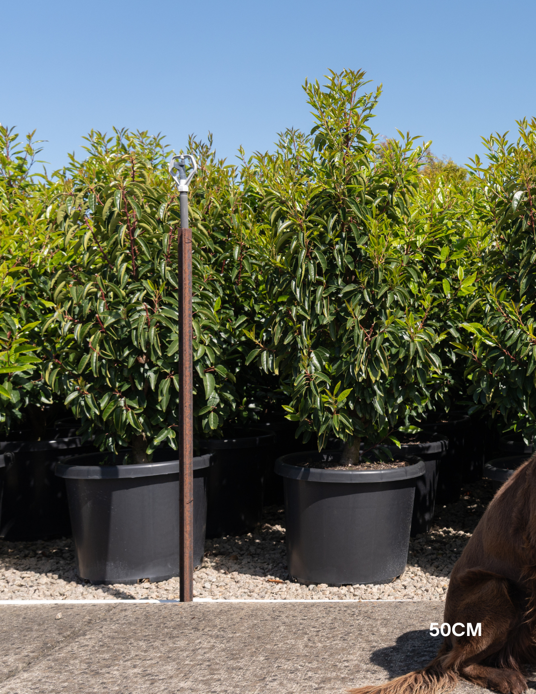 Prunus lusitanica - Portugese laurel